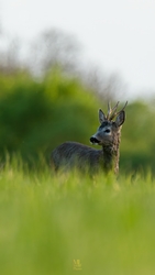 mlwildlifephoto fotója