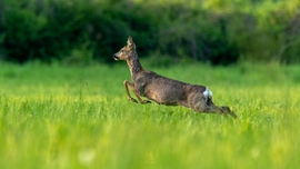 mlwildlifephoto fotója