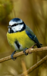 mlwildlifephoto fotója