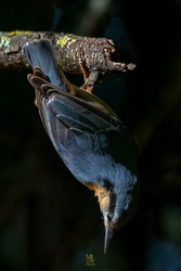 mlwildlifephoto fotója