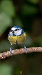 mlwildlifephoto fotója