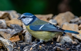 mlwildlifephoto fotója