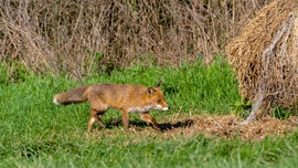 mlwildlifephoto fotója