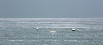 Hattyűk a Balaton jegén