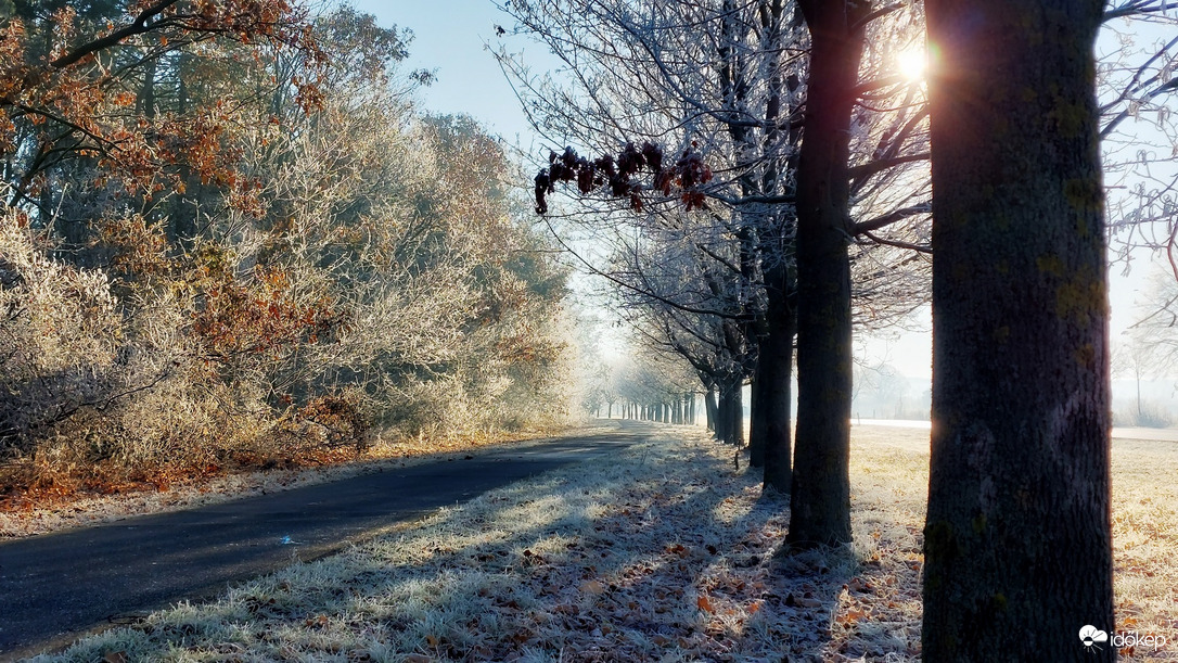 Kerékpár út menti fasor