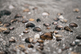 Kisodródott kagylók a Balaton partján