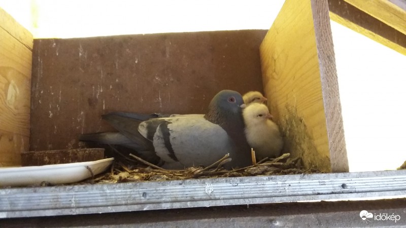 Galamb költötte kiscsibe