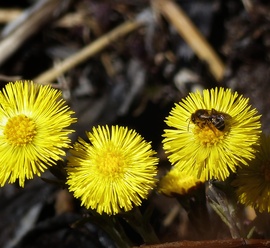 Martilapu