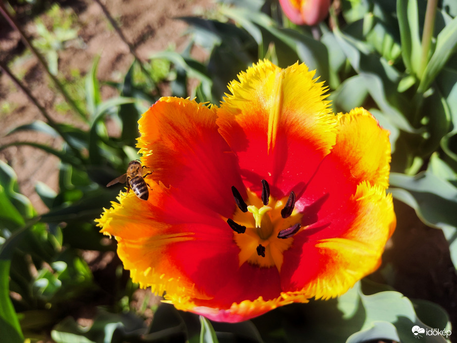 Tulipánbelső