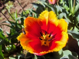 Tulipánbelső