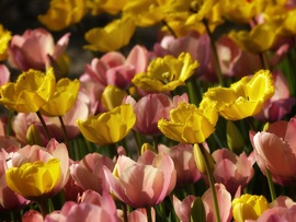 Késői tulipánok 