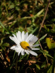 Az ősz egy második tavasz 