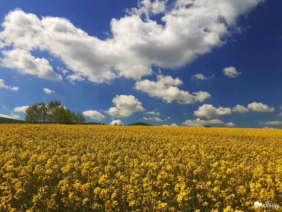 Napsütötte repceföld