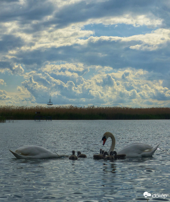 Hattyúcsalád zivatarfelhőkkel