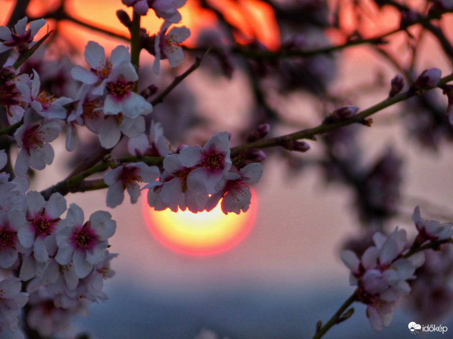 Mandulavirágos napkelte 