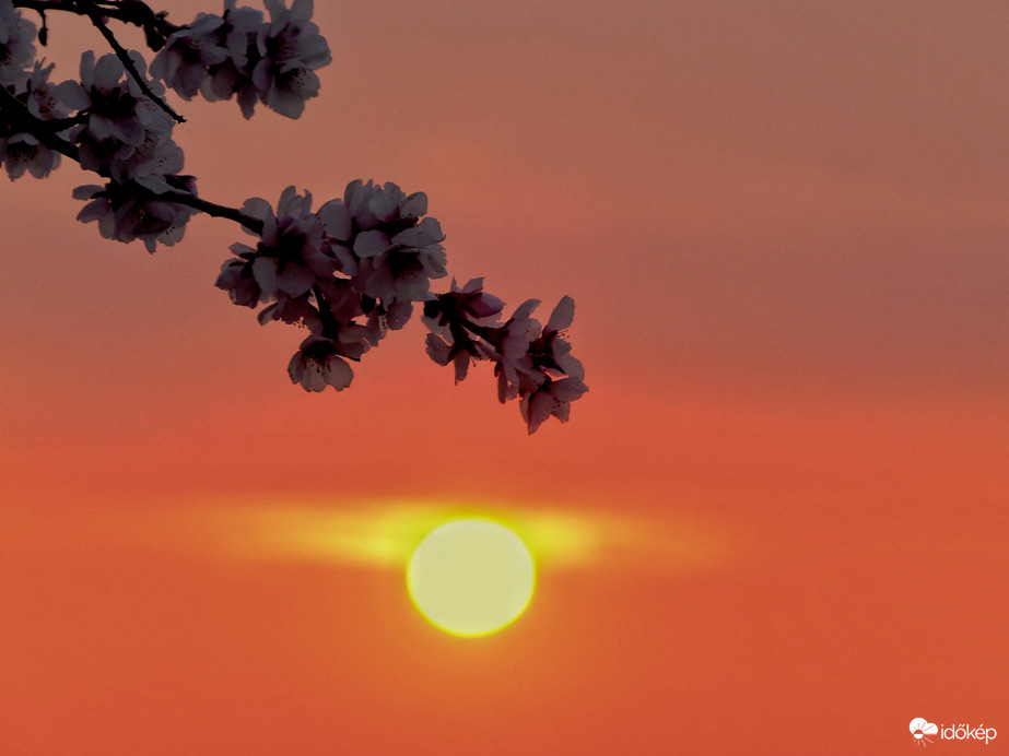 Mandulavirág és a felkelő Nap