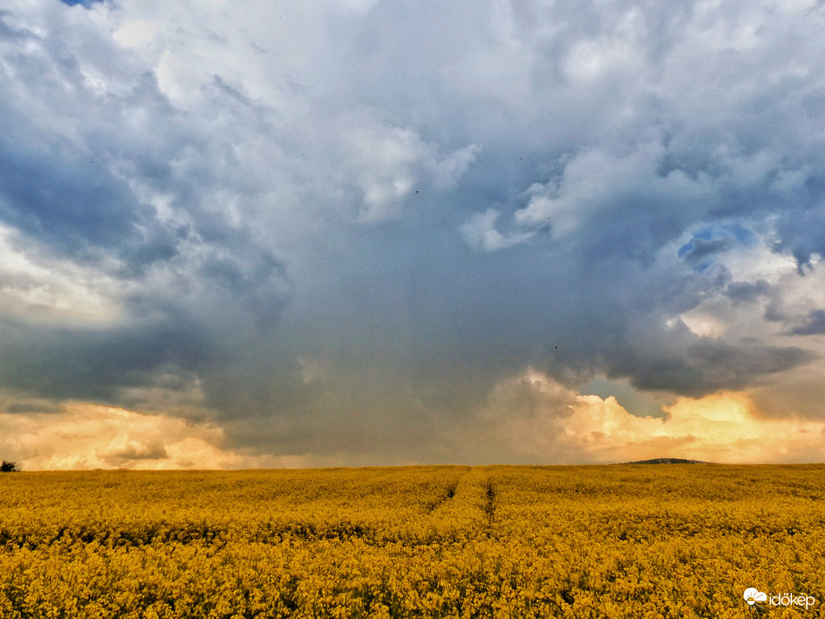 Tavaszi zápor a repceföldön