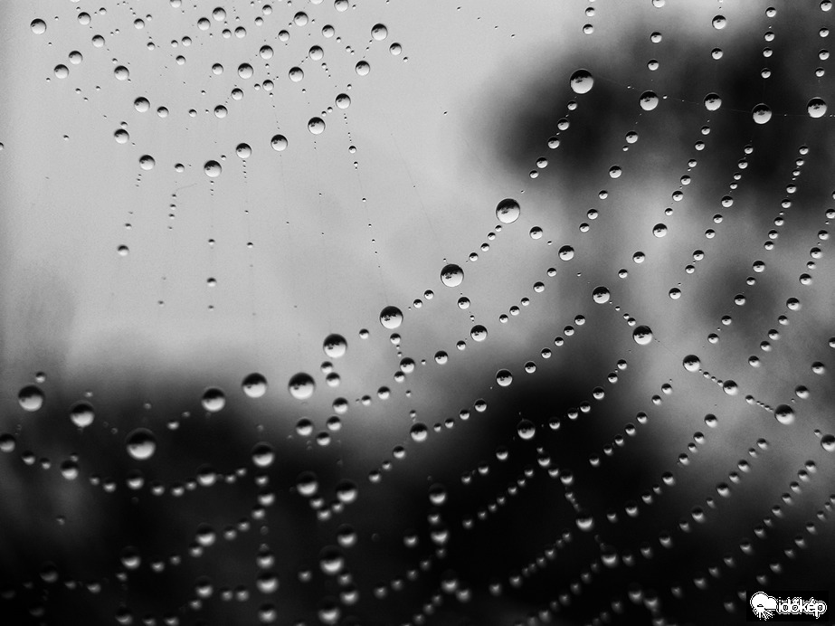 Esőcseppek a pókhálón