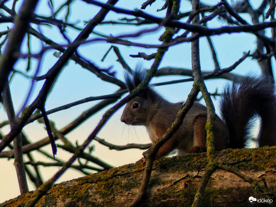 Kopasz ágak között 