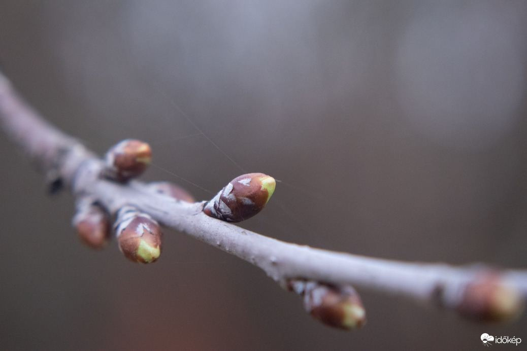A tavaszt már nem lehet megállítani 
