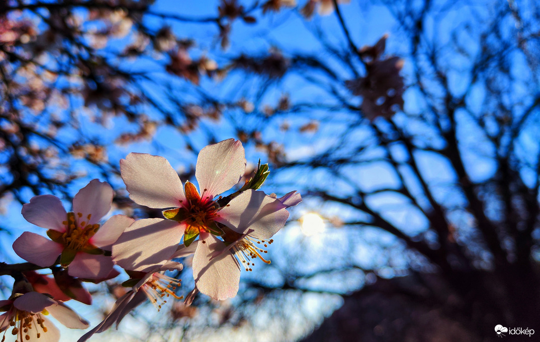 Mandulavirágzás 