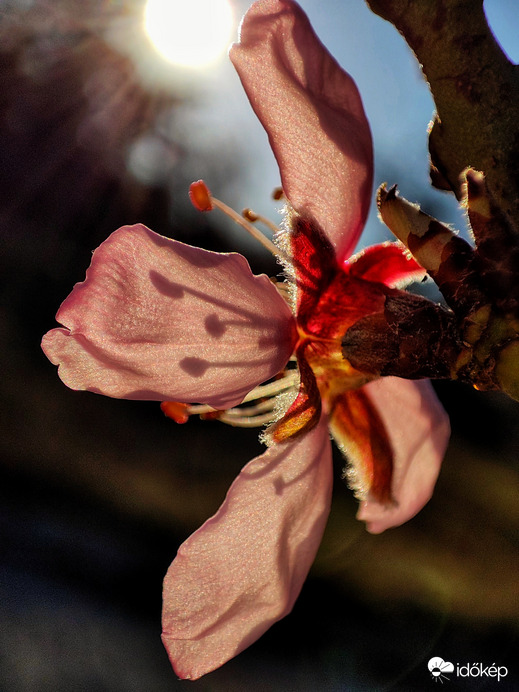 Mandulavirág közelről 