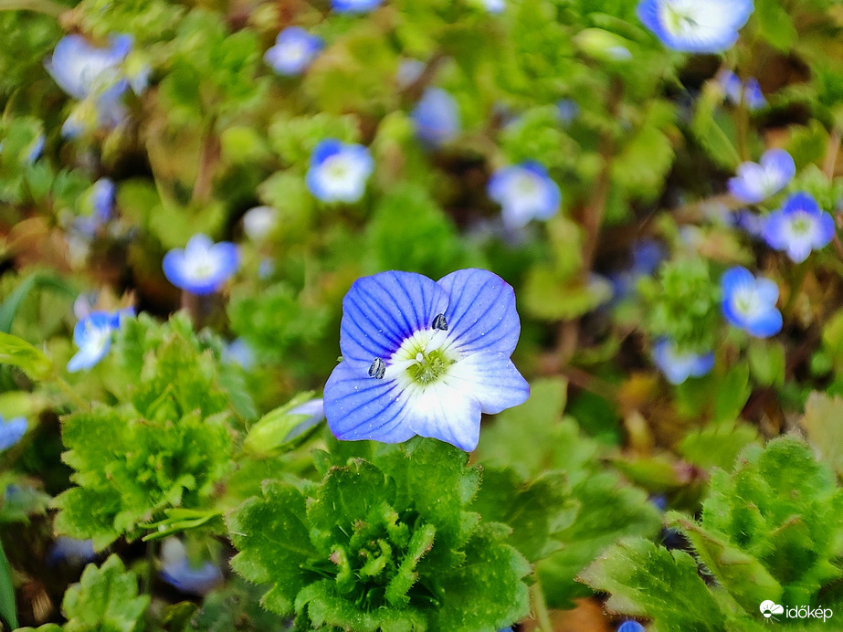 A tavasz első hírnöke a perzsa veronika
