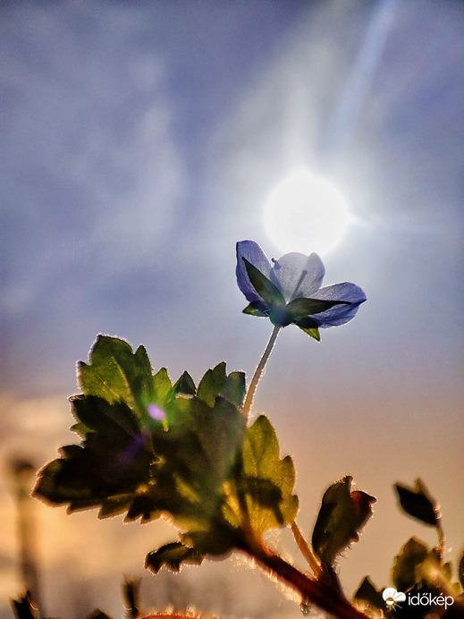 Veronika nyújtózik a Nap felé 