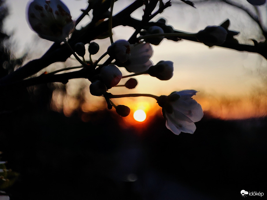 Napkelte erdei galambvirággal 