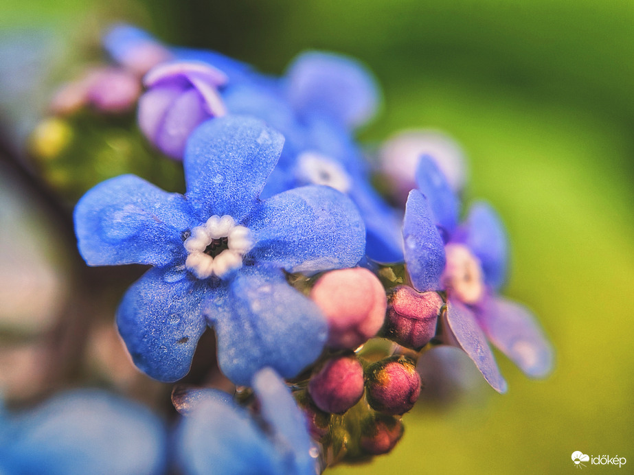 Eső nélkül nem nyílik a virág 