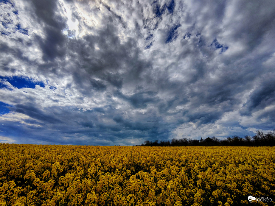 Vihar közeleg a repceföld felé 