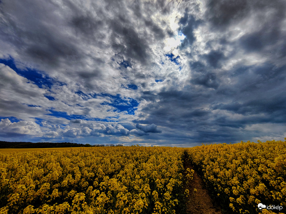 Fényjáték a repce fölött 