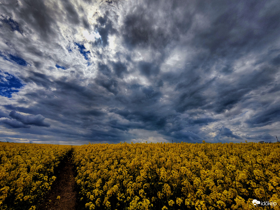 Viharfelhők a repceföld felett 