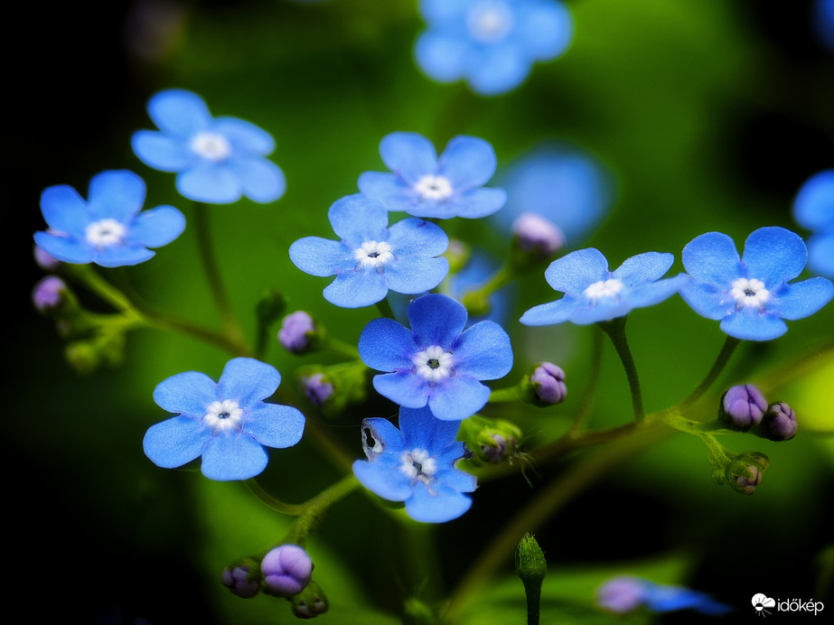 Még virítanak a kéknefelecsek 