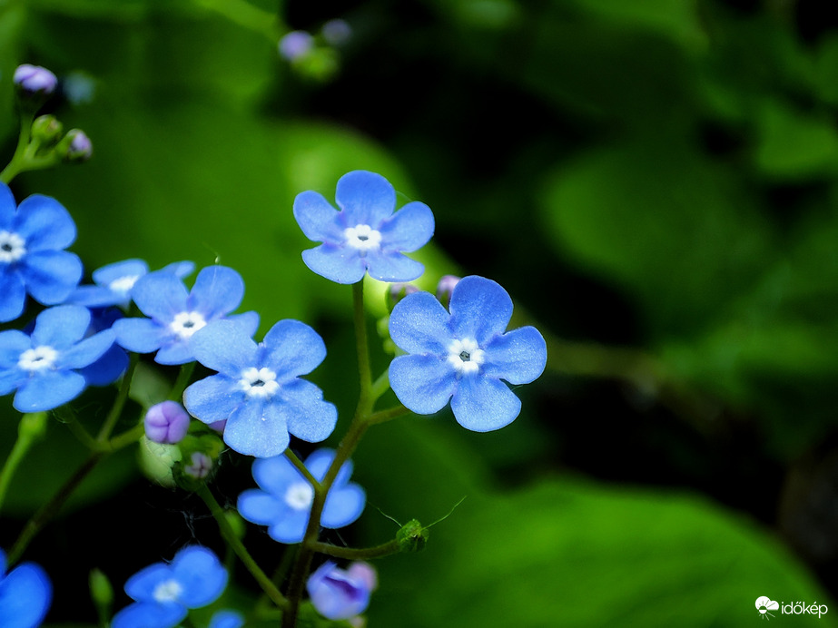 Kertünk nefelejcsei 