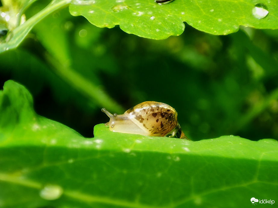 Pár esőmentes óra 