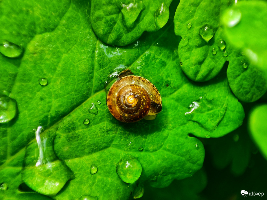 Apró csiga eső után 