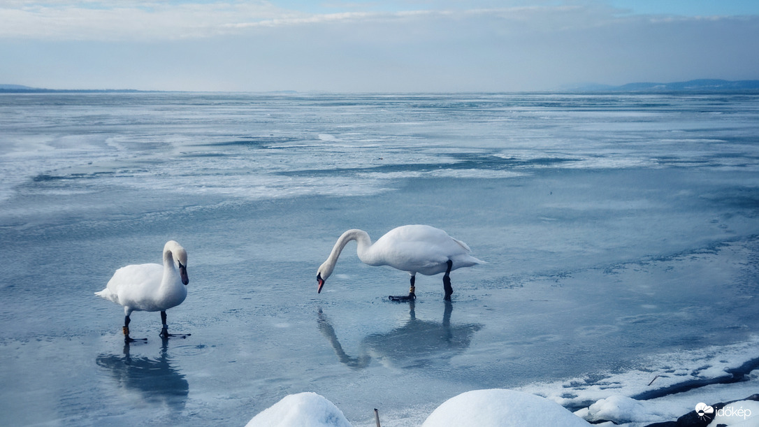 Csuszonkázó hattyúpár 