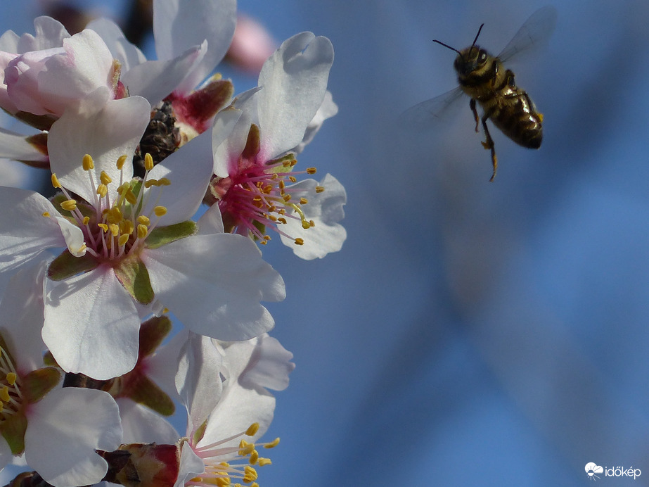 A meleg levegő kicsalta a méheket is