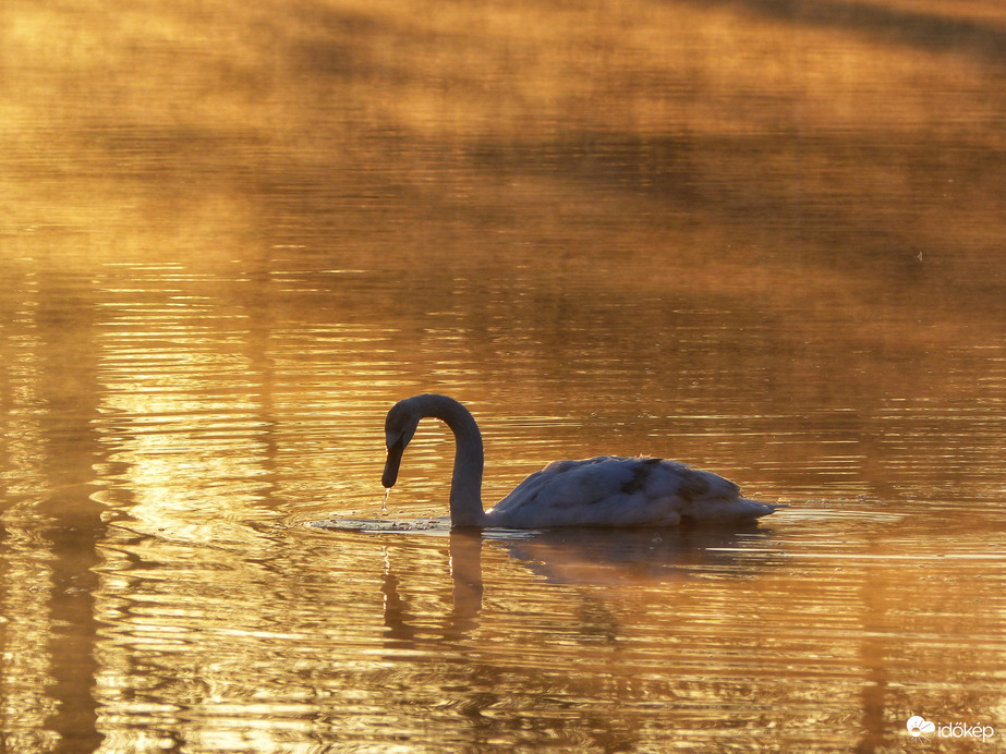 Aranypárás napkelte