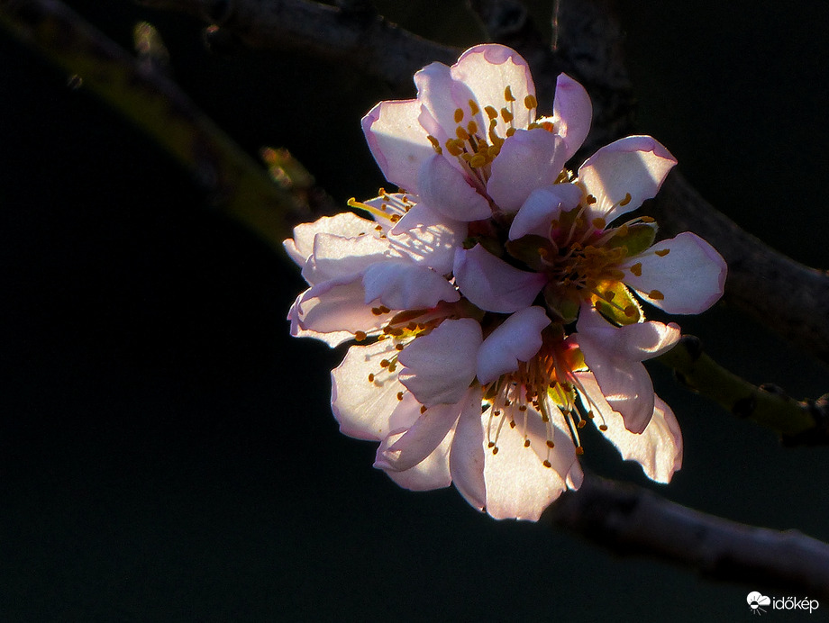Mandulavirágok ellenfényben
