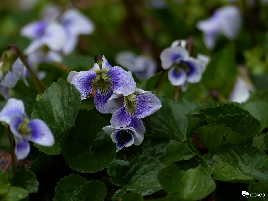 Eső nélkül nem nyílik a virág 