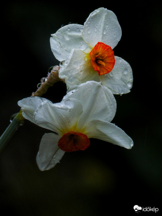 Csendes tavaszi eső 