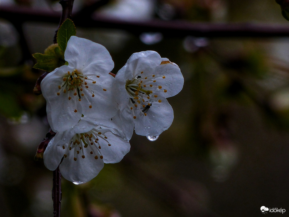 Esőcseppes cseresznyevirág 
