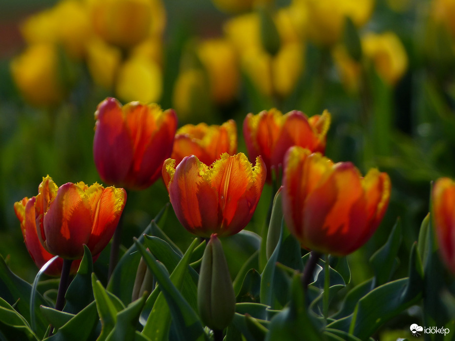Napfürdőző tulipánok 