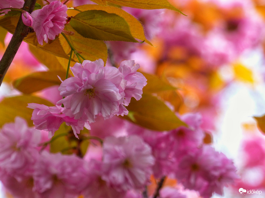 Japán cseresznyevirág 