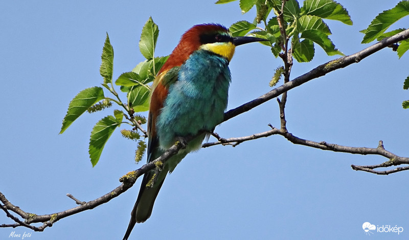 Színes madárvilág