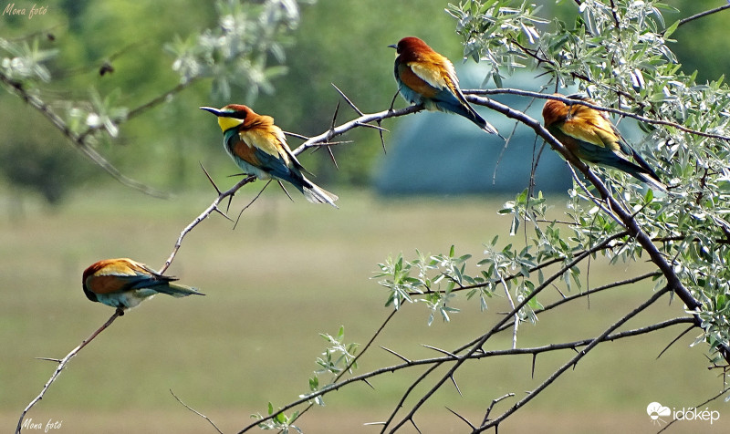 Színes egyéniségek!