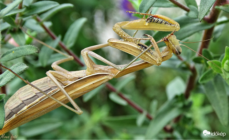 Imádkozó sáska (ájtatos manó)