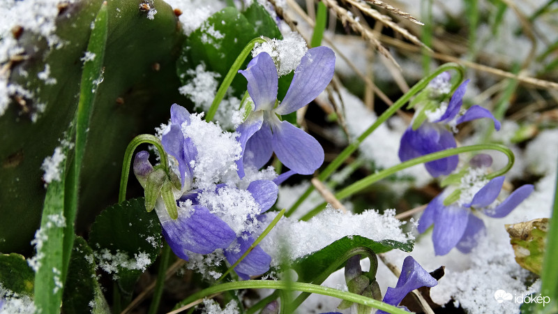 "Cukorral" meghintve